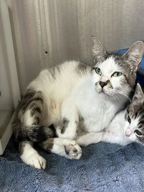 A young small-sized female Domestic Short Hair cat named Sarah for adoption in Corpus Christi, TX