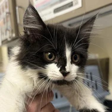 A baby small-sized female Black Domestic Short Hair cat named Annie for adoption in Asheville, NC