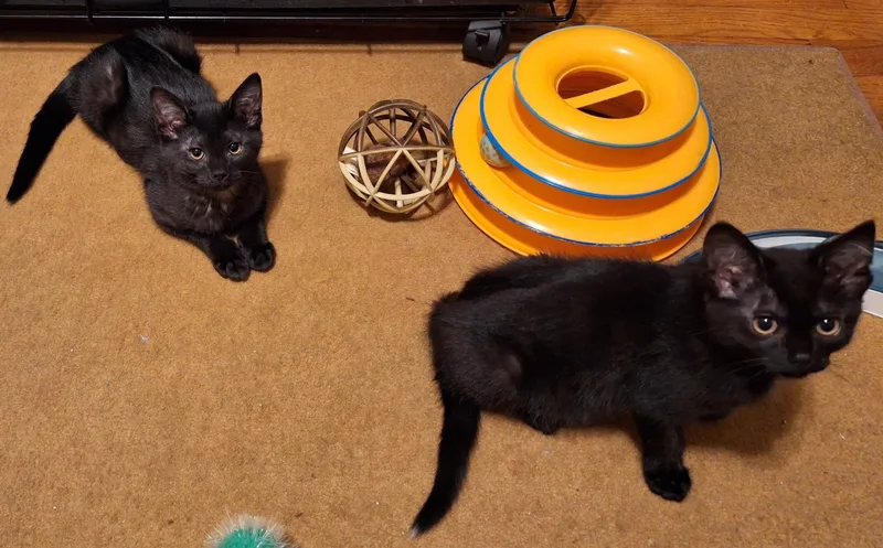 Sprinkles thumbnail 3