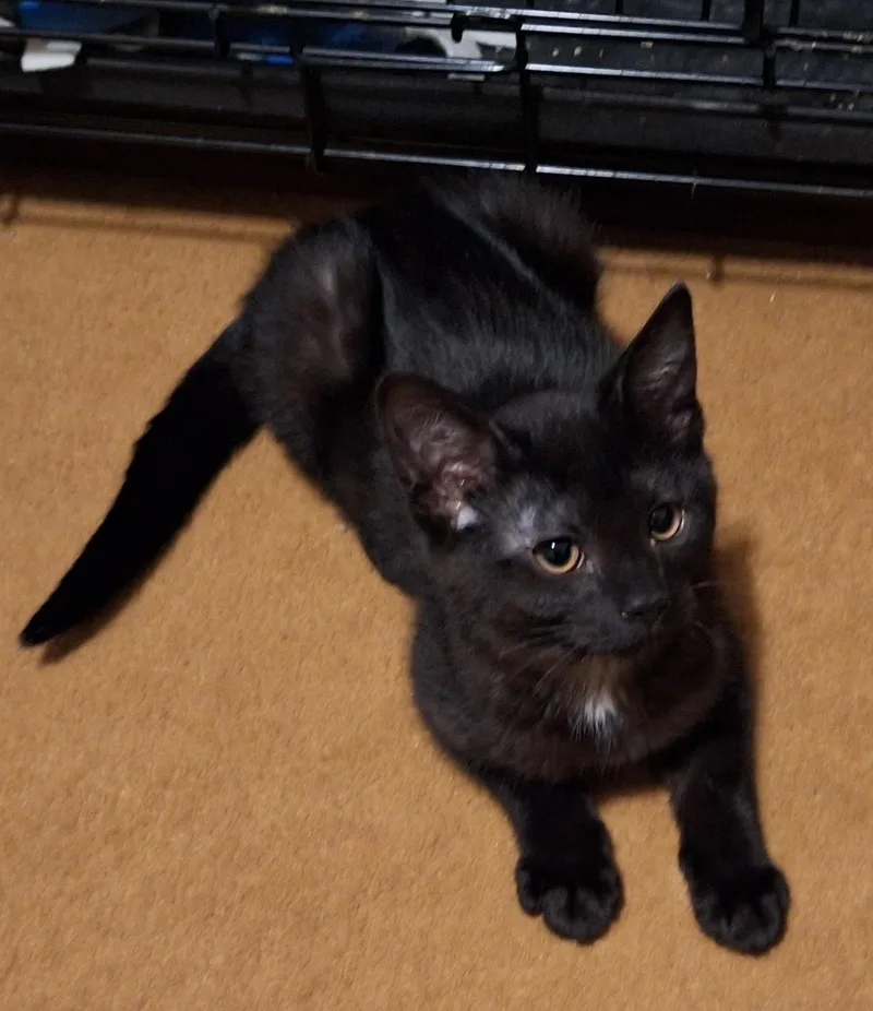 Sprinkles thumbnail 4