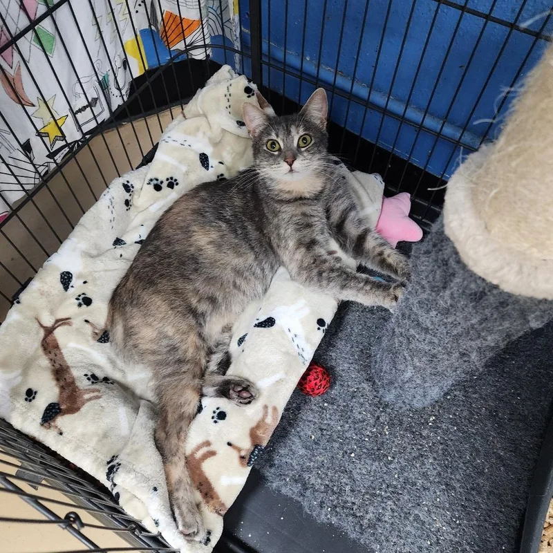 An adult large-sized female Tortoiseshell Domestic Short Hair cat named Dottie Chino Hills Location for adoption in Chino Hills, CA