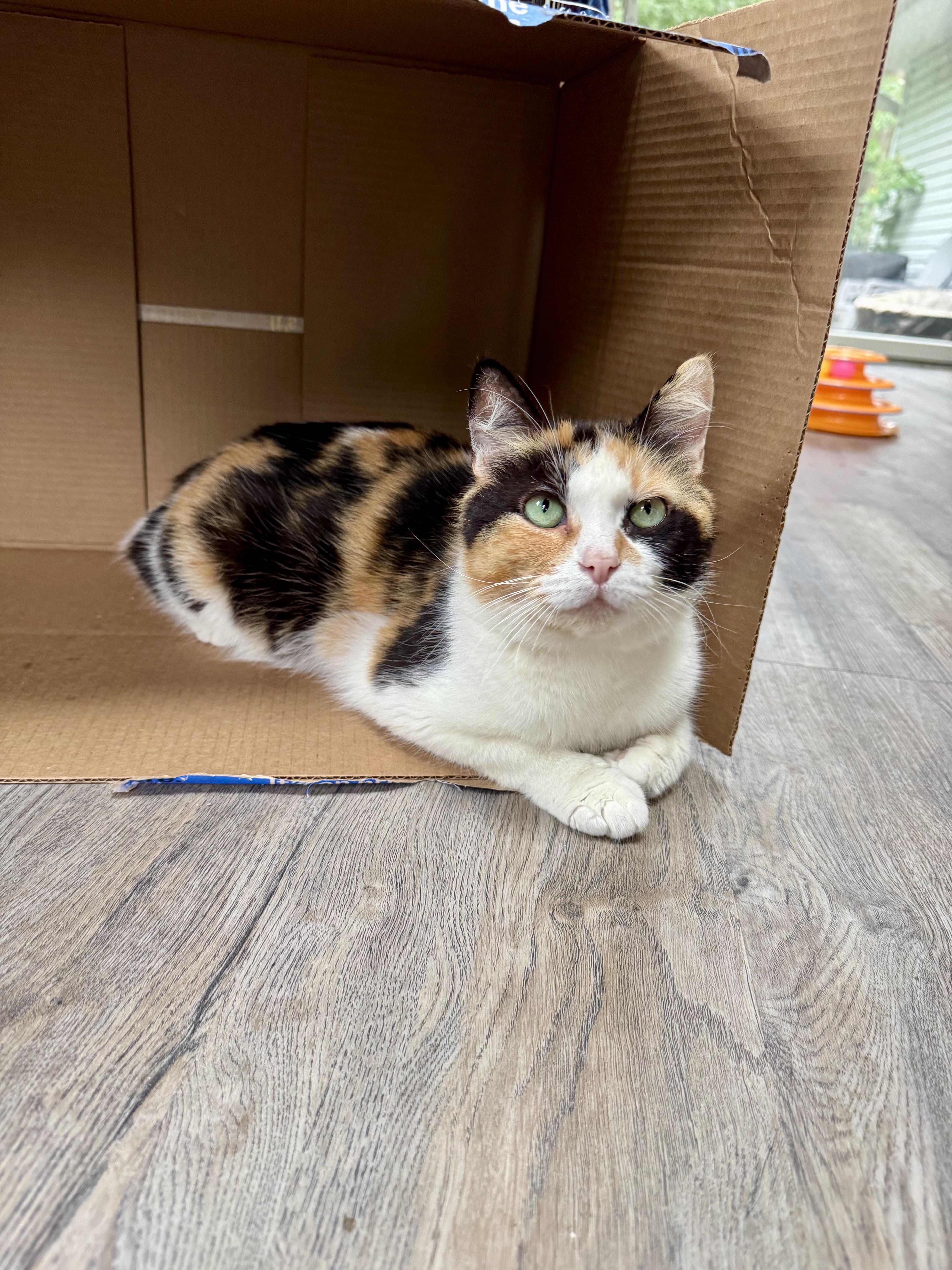 An adult large-sized female Calico Domestic Short Hair cat named Gangster for adoption in Hartland, MI