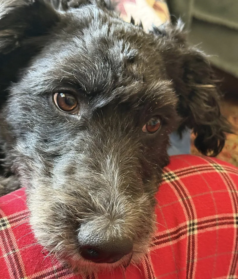 Munchkin thumbnail 3