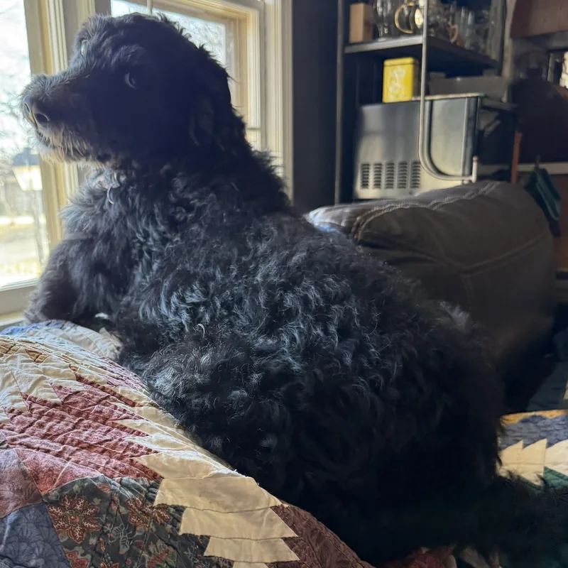 Munchkin thumbnail 4