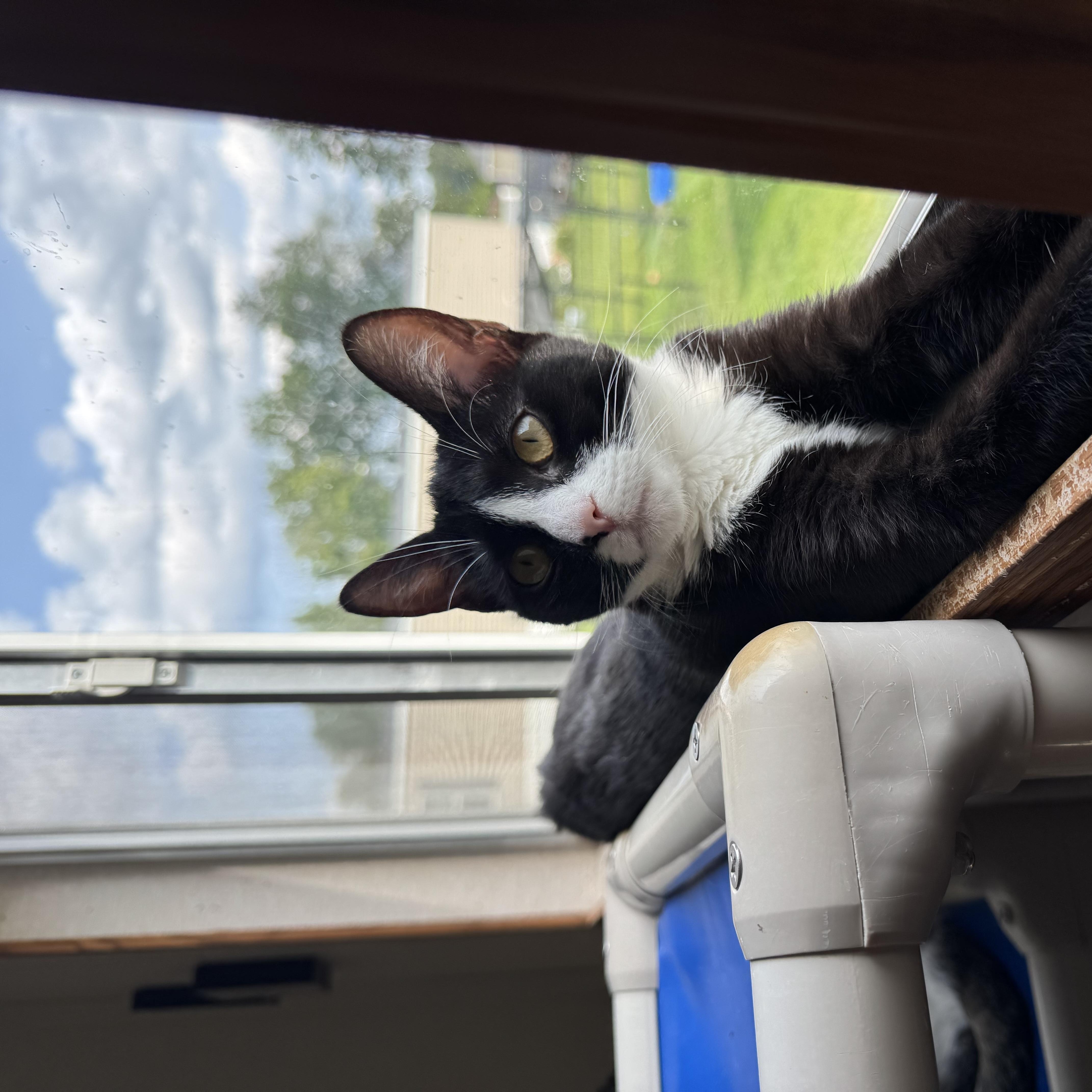 A baby small-sized female Black & White / Tuxedo Domestic Short Hair cat named Patches for adoption in Salem, NH