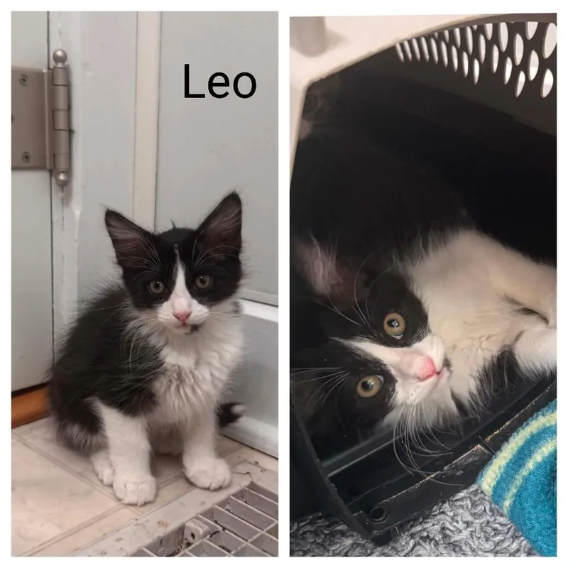 A baby small-sized male Black Domestic Medium Hair cat named Leo for adoption in Jasper, IN