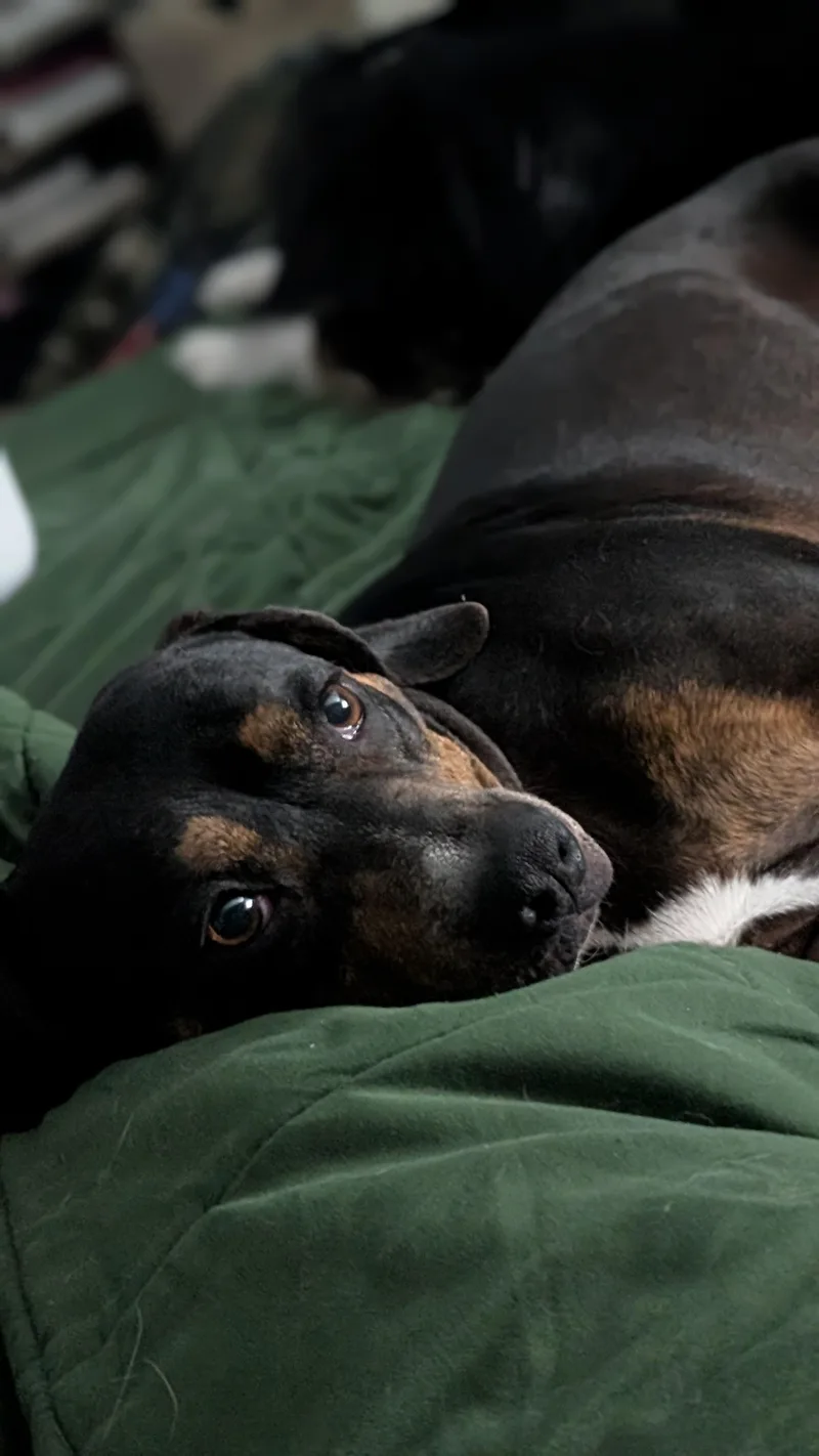 A senior medium-sized male Tricolor (Brown, Black, & White) Coonhound dog named Duke for adoption in Ladonia, TX