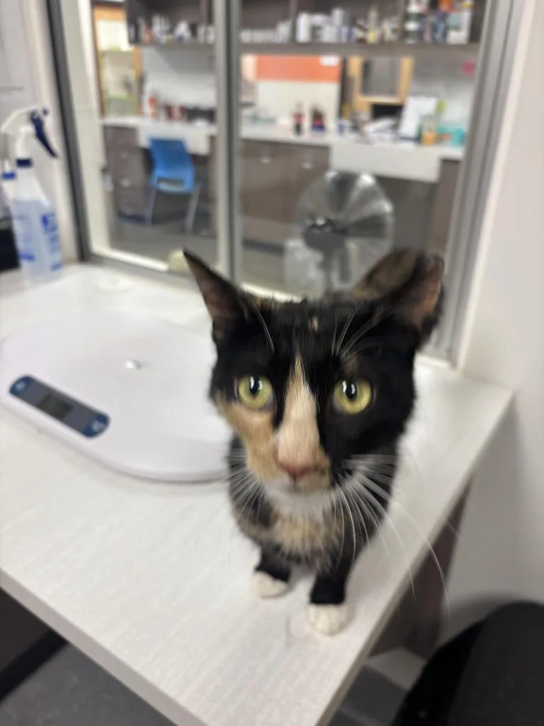 An adult large-sized female Domestic Short Hair cat named Vera for adoption in Greenfield, IN
