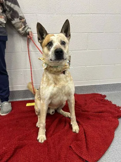 A senior large-sized male Mixed Breed dog named Beowoof for adoption in Sevierville, TN