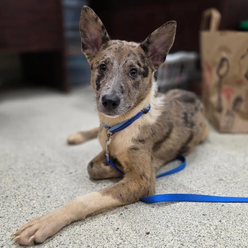 A young medium-sized female Brown / Chocolate Mixed Breed dog named Bingo for adoption in Jacksonville, FL