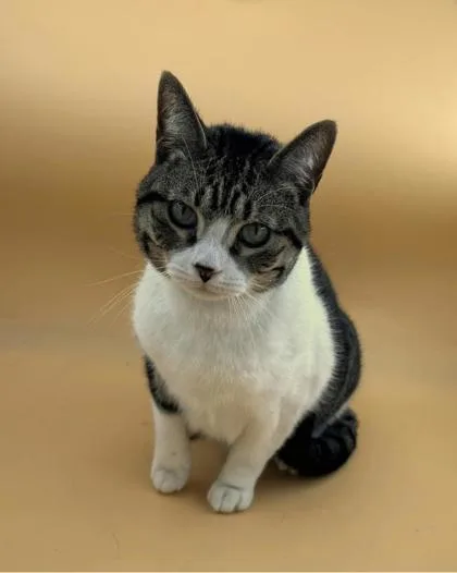 An adult small-sized male Domestic Short Hair cat named Fish for adoption in Dahlonega, GA