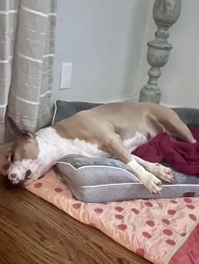 An adult medium-sized female American Staffordshire Terrier dog named June for adoption in Knoxville, TN