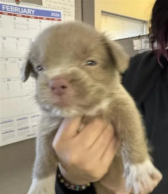 A baby small-sized female American Staffordshire Terrier dog named Moo Moo for adoption in San Antonio, TX