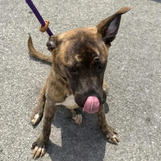 A young medium-sized female Brindle Plott Hound dog named Asia for adoption in Naperville, IL