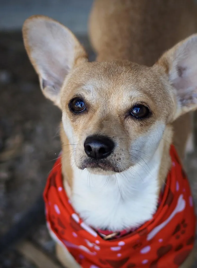 An adult small-sized male Chihuahua dog named Poe for adoption in Buena Vista, CO