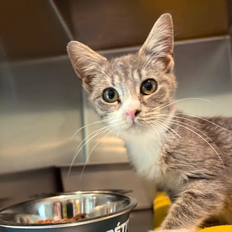 A baby small-sized female Gray / Blue / Silver Domestic Short Hair cat named Wormie for adoption in West Des Moines, IA