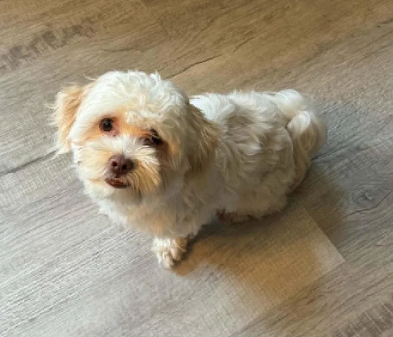 A baby small-sized male Maltese dog named Baxter OS Laudone for adoption in Saunderstown, RI