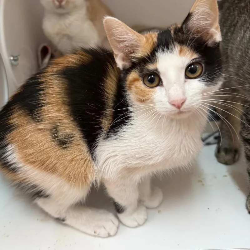 A baby small-sized female Calico Domestic Short Hair cat named Cria for adoption in Salt Lake City, UT