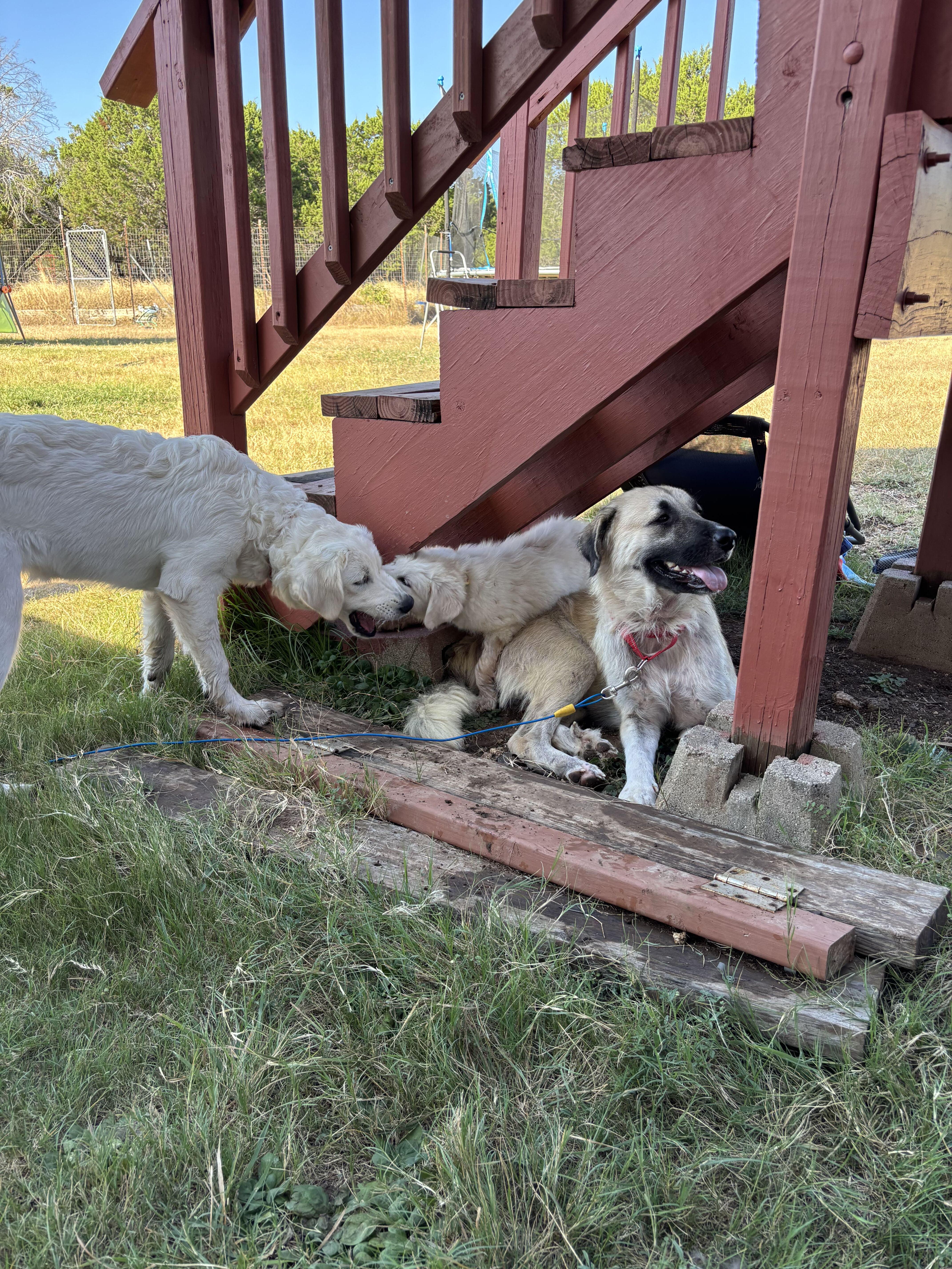 An adult large-sized female Anatolian Shepherd dog named Adora for adoption in Pflugerville, TX