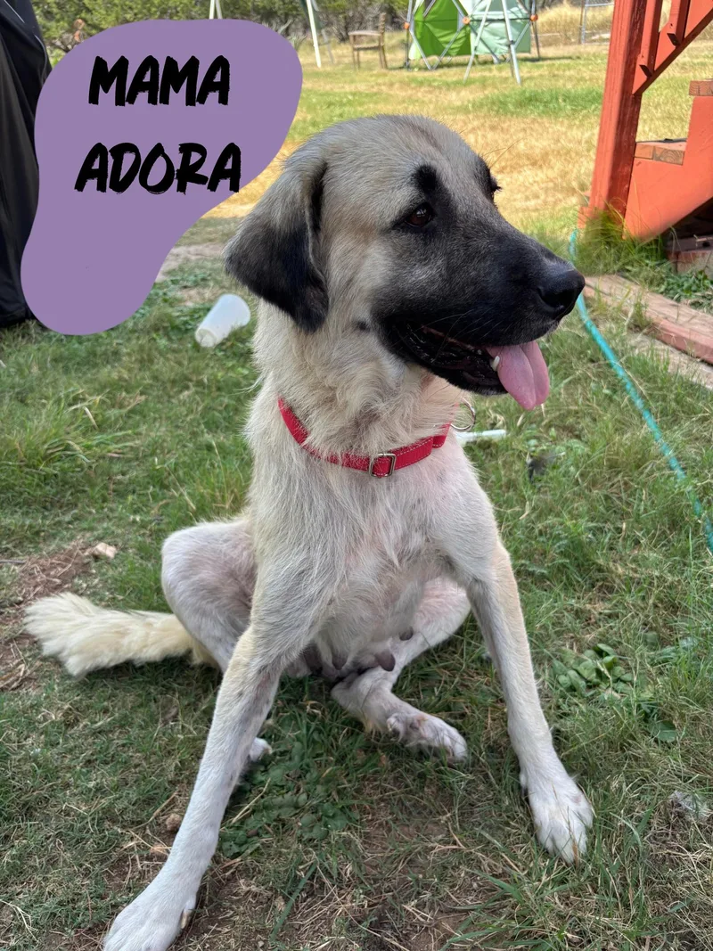 Adora thumbnail 4