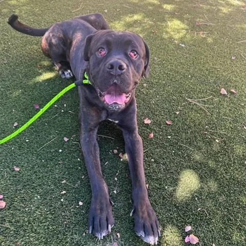An adult small-sized male Black Cane Corso dog named Kong for adoption in Stagecoach, NV