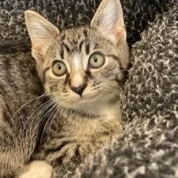 A baby small-sized male Tabby (Buff / Tan / Fawn) Domestic Short Hair cat named Junipurr for adoption in Stafford, VA