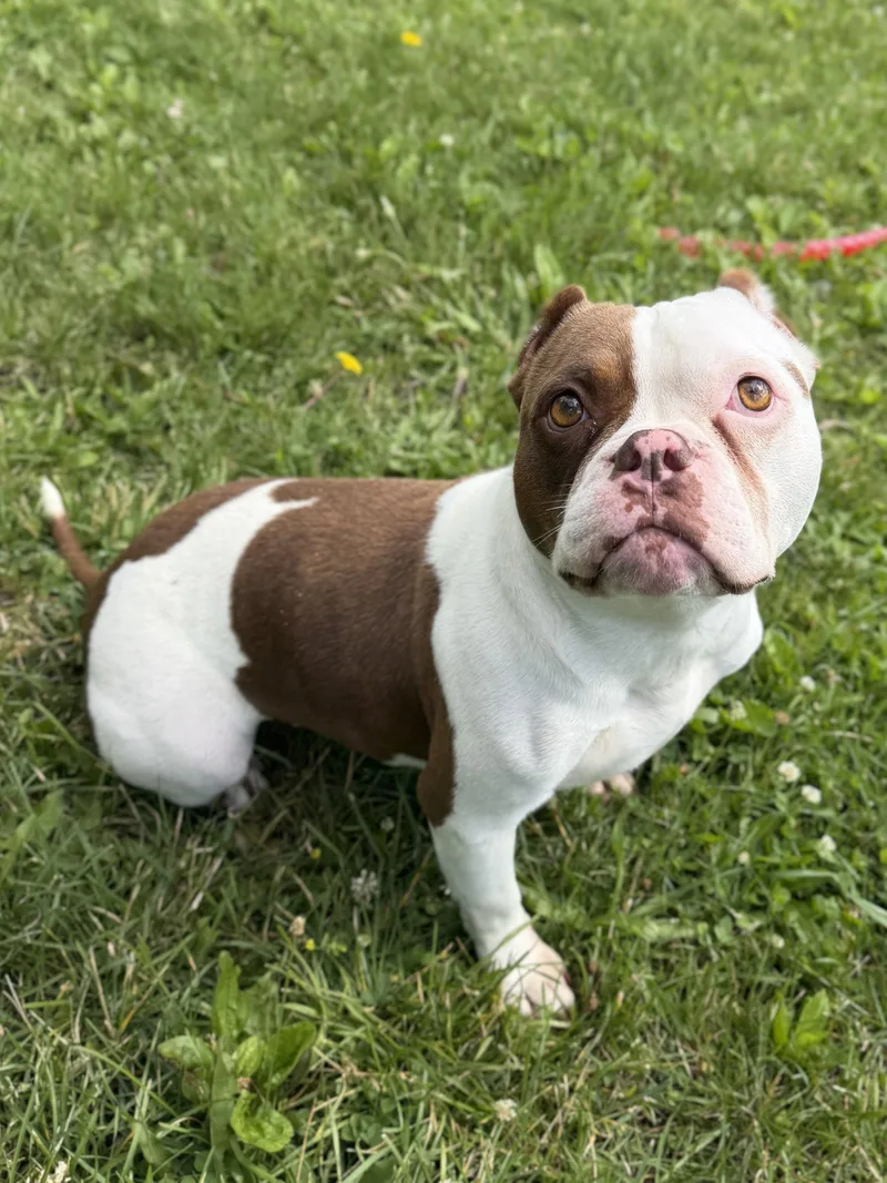 An adult medium-sized female Bulldog dog named Petunia for adoption in Jefferson, WI