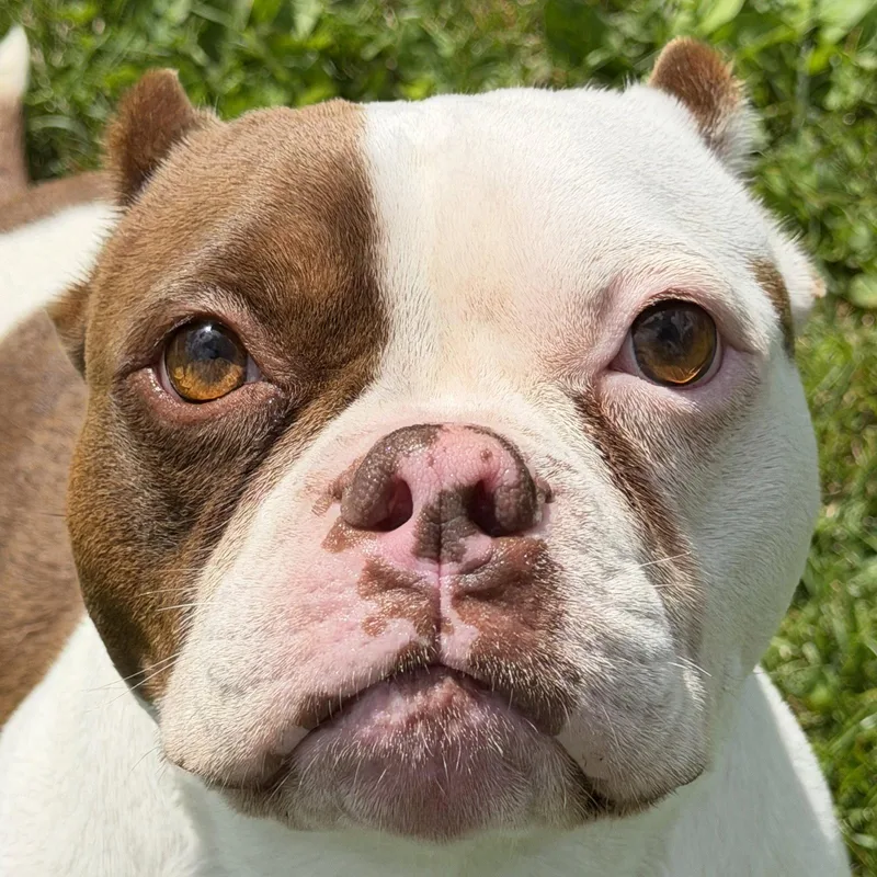 Petunia thumbnail 2