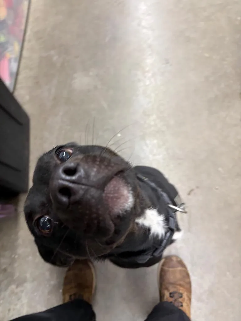 An adult medium-sized female Mixed Breed dog named Alphie for adoption in St. Helens, OR