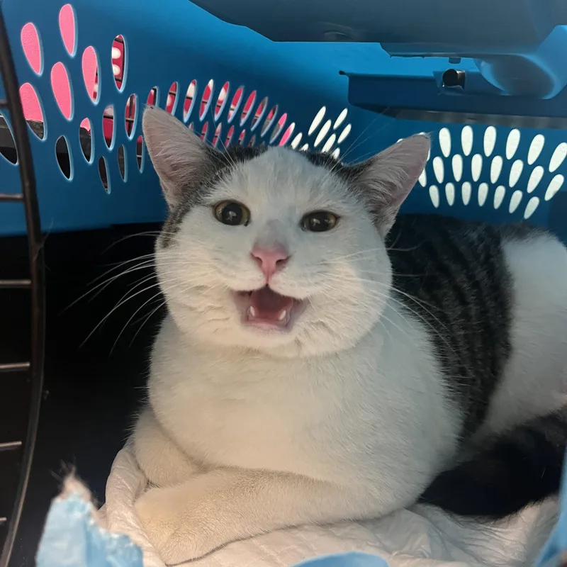 Croissant thumbnail 3