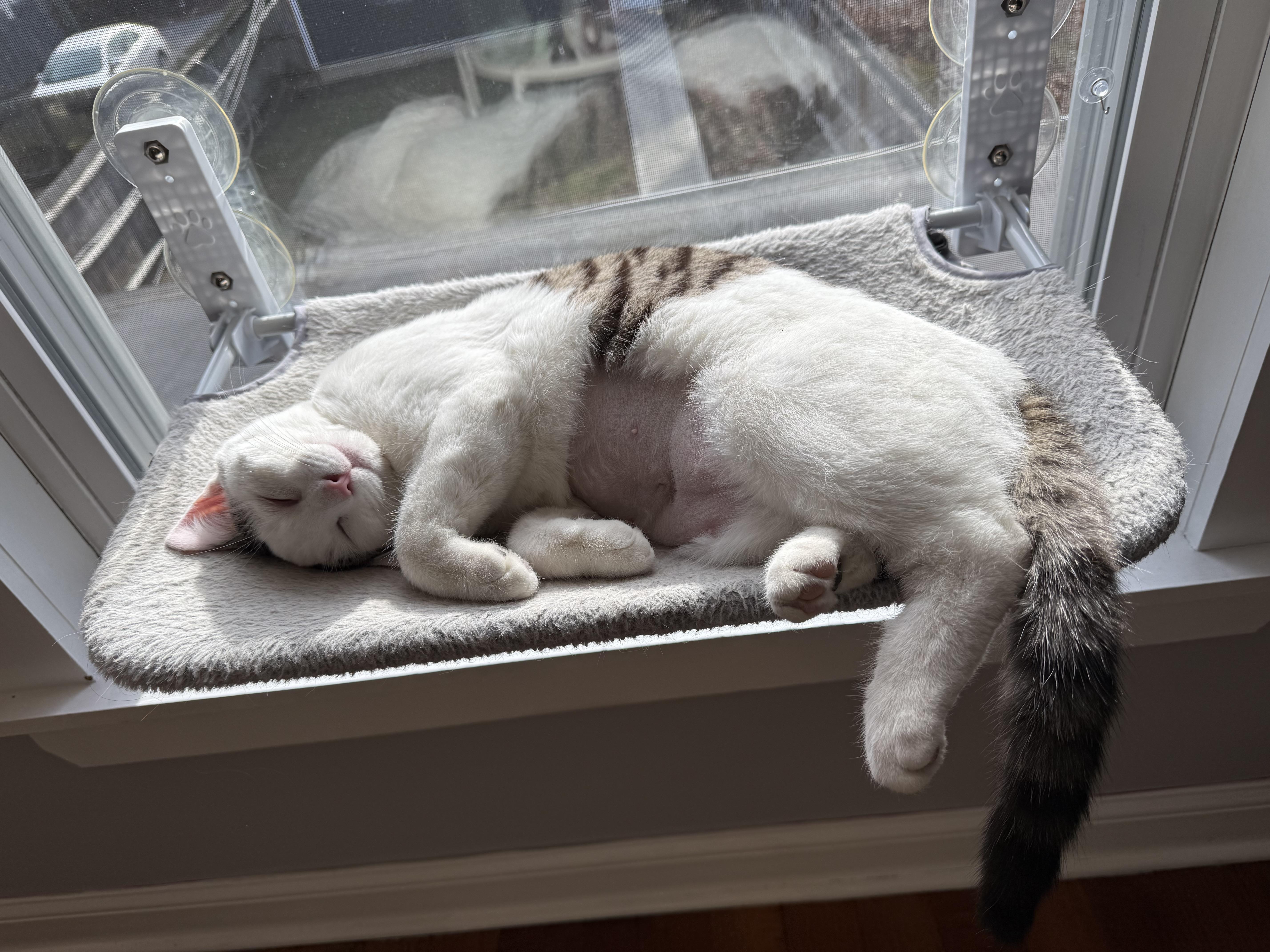 Croissant thumbnail 4