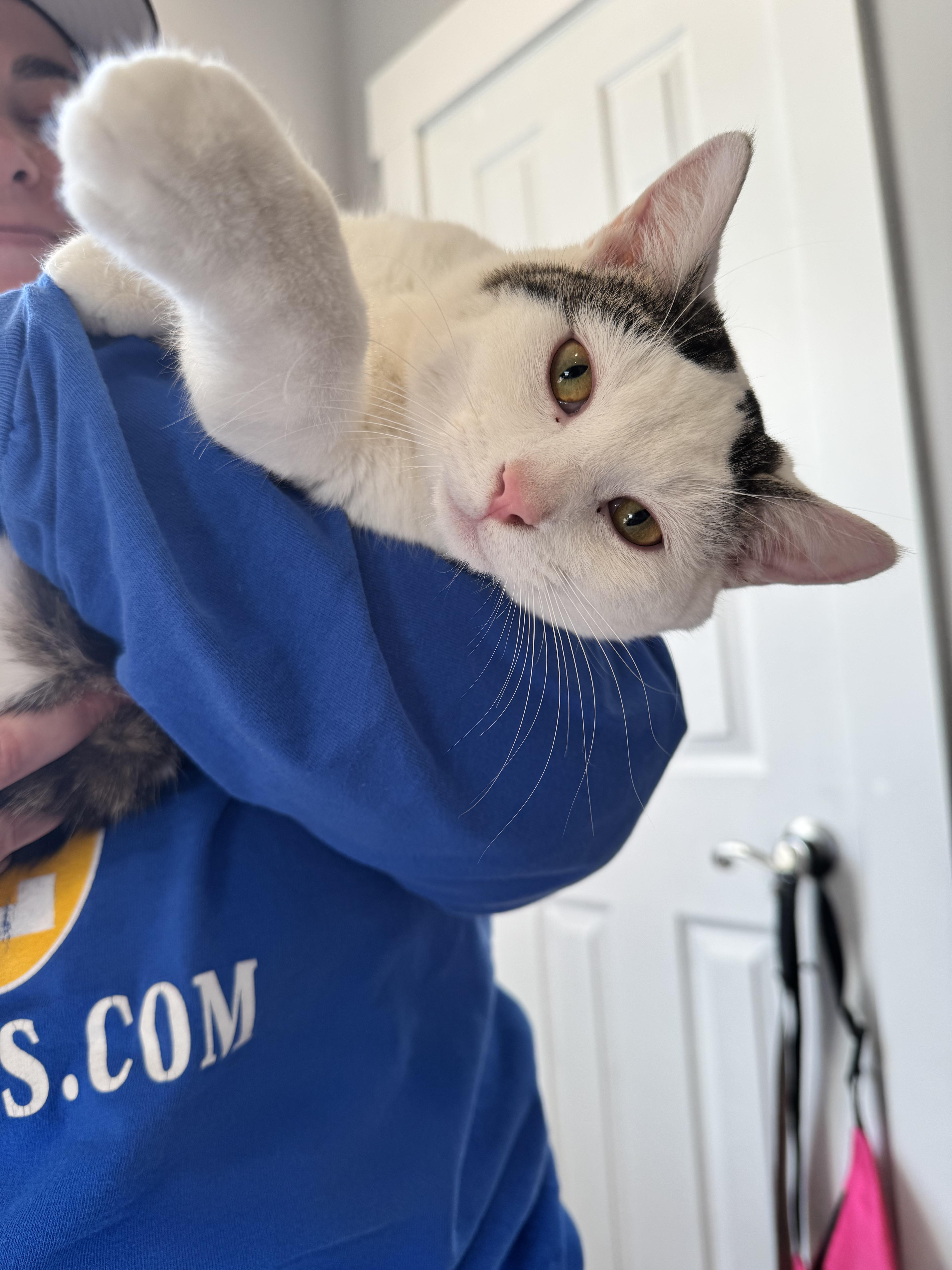 Croissant thumbnail 6