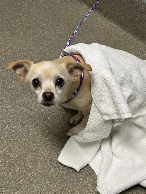 An adult small-sized female Chihuahua dog named Cindy for adoption in Las Vegas, NV
