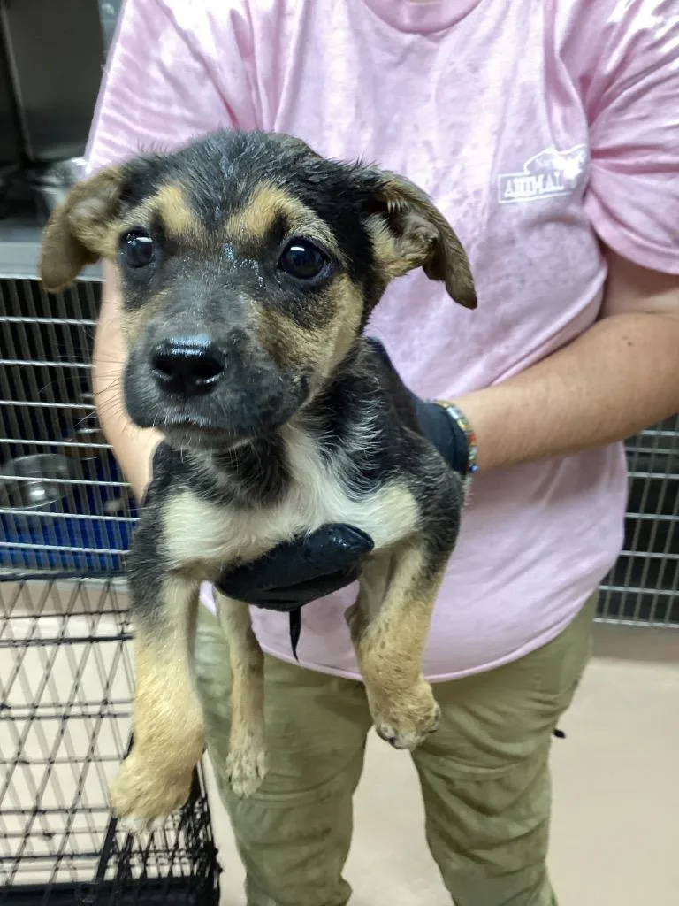 A baby medium-sized female Affenpinscher dog named Charmander for adoption in Nacogdoches, TX