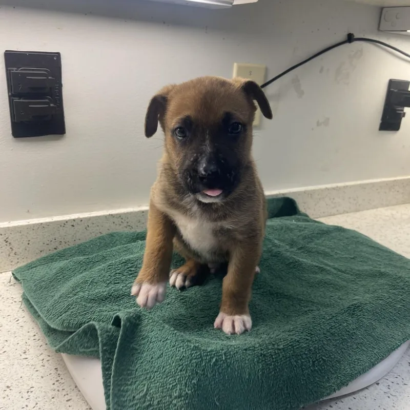 A baby medium-sized male Brown / Chocolate Mixed Breed dog named Nutmeg for adoption in Auburn, AL