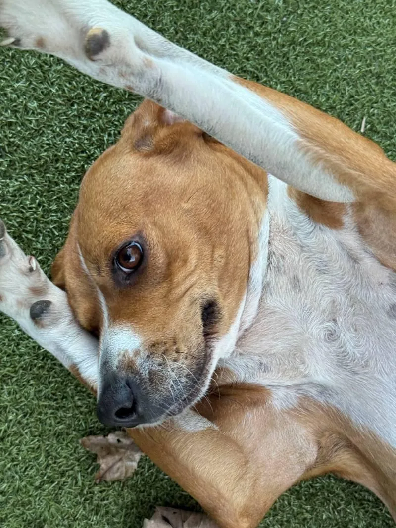 An adult medium-sized female Hound dog named Jada for adoption in New Bedford, MA