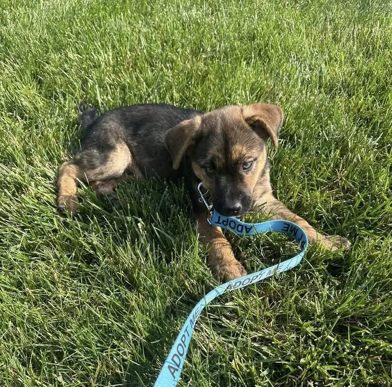 A baby medium-sized male Bicolor German Shepherd Dog dog named Tracker for adoption in Bethlehem, PA