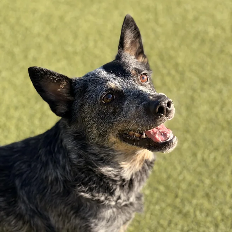 An adult medium-sized female Australian Cattle Dog / Blue Heeler dog named Bonnie for adoption in Tulsa, OK