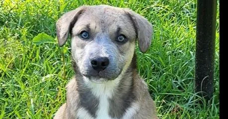 A baby large-sized female Mixed Breed dog named Bubbles for adoption in Groveland, MA