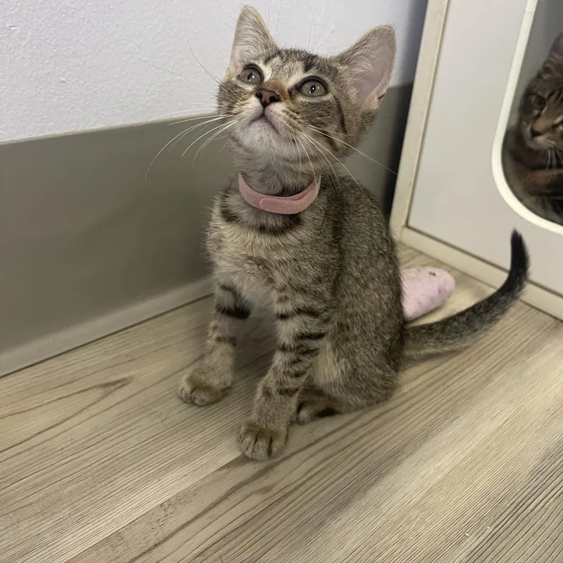 An adult small-sized female Brown / Chocolate Domestic Short Hair cat named Speckles for adoption in Fort Lauderdale, FL