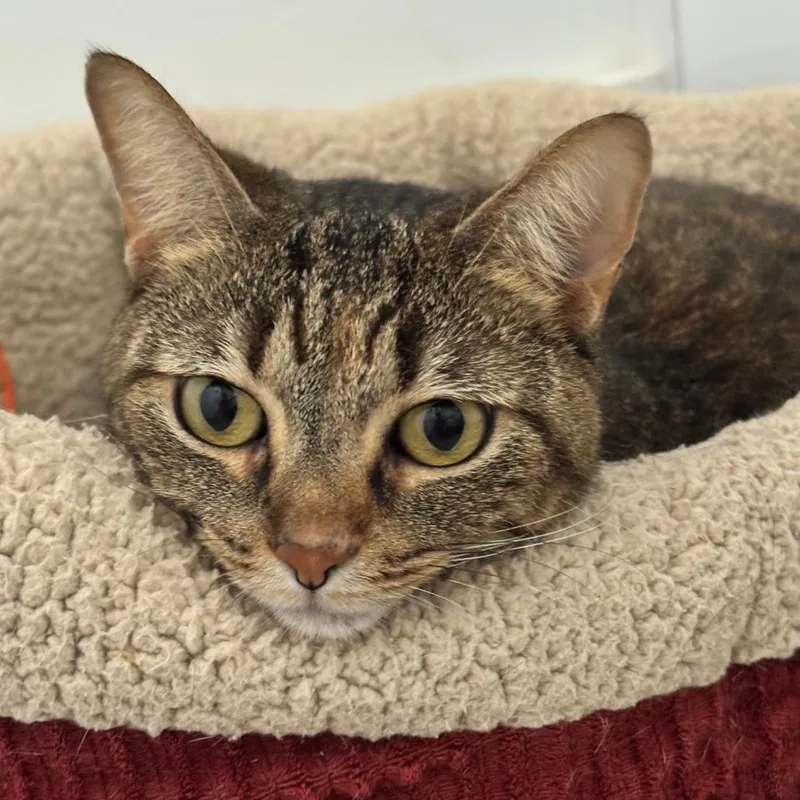 Speckles thumbnail 2