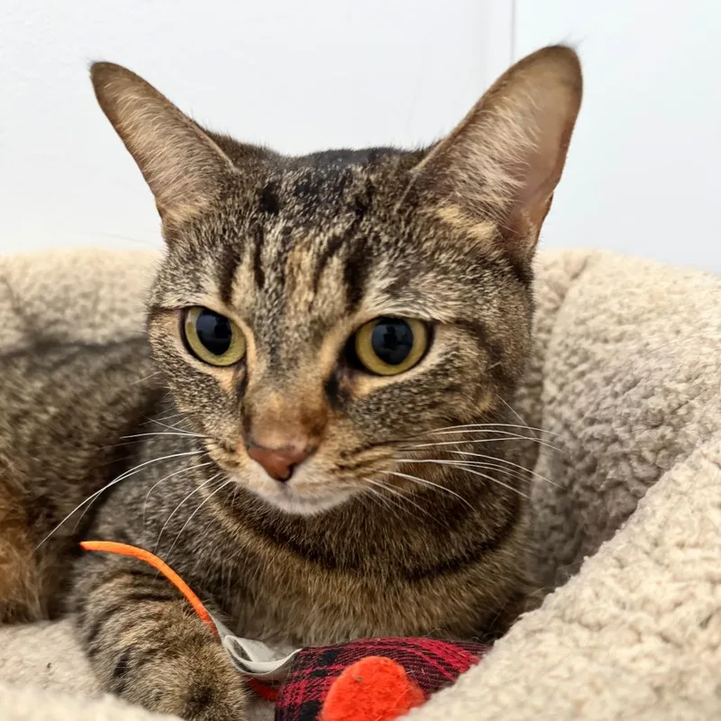 Speckles thumbnail 3