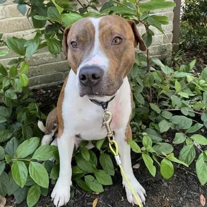 An adult medium-sized male Brown / Chocolate Mixed Breed dog named Fisher for adoption in Houston, TX