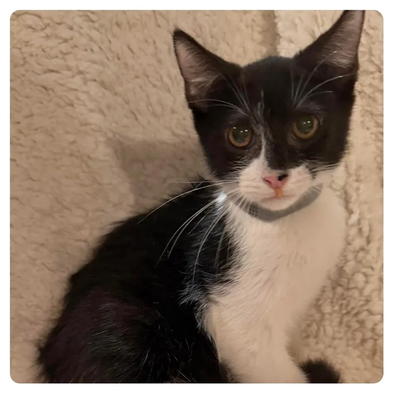 A baby small-sized female Black Domestic Short Hair cat named Odessa for adoption in Webster, TX