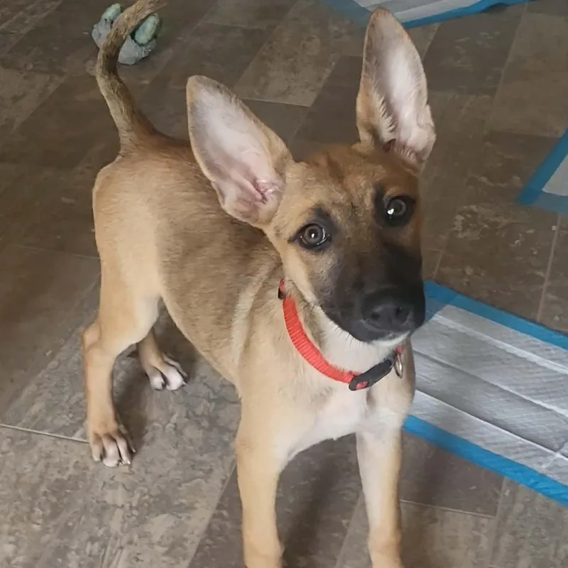 A baby medium-sized female Golden German Shepherd Dog dog named Aurelia for adoption in Sunderland, MD