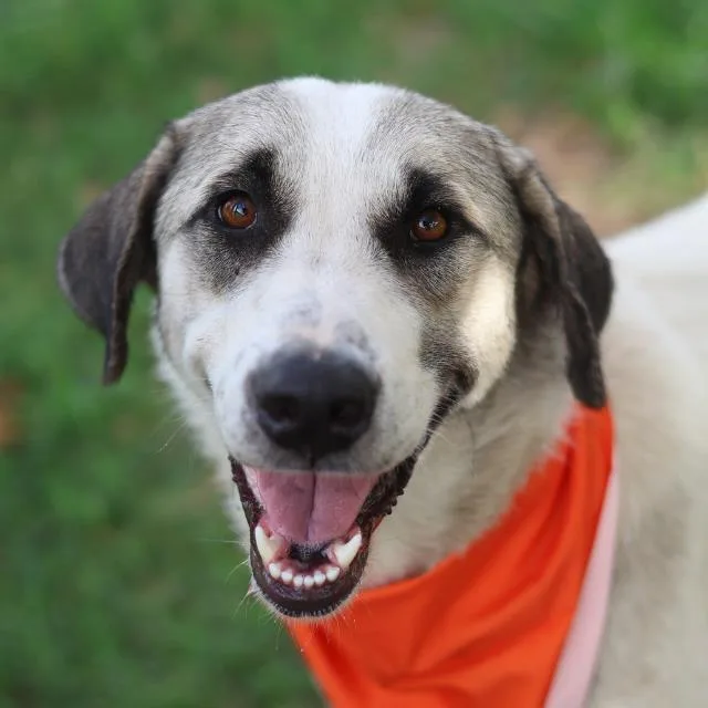 An adult medium-sized female Labrador Retriever dog named Lua for adoption in San Antonio, TX