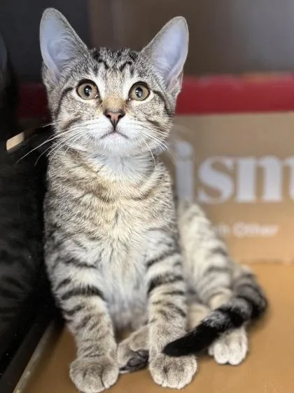 A baby small-sized male Domestic Short Hair cat named Athos $ @ Petco for adoption in Seneca, SC