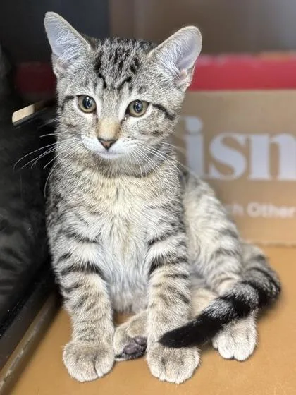 Athos $ @ Petco thumbnail 2