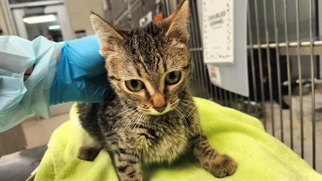 A baby small-sized female Domestic Short Hair cat named Hestia for adoption in Colorado Springs, CO