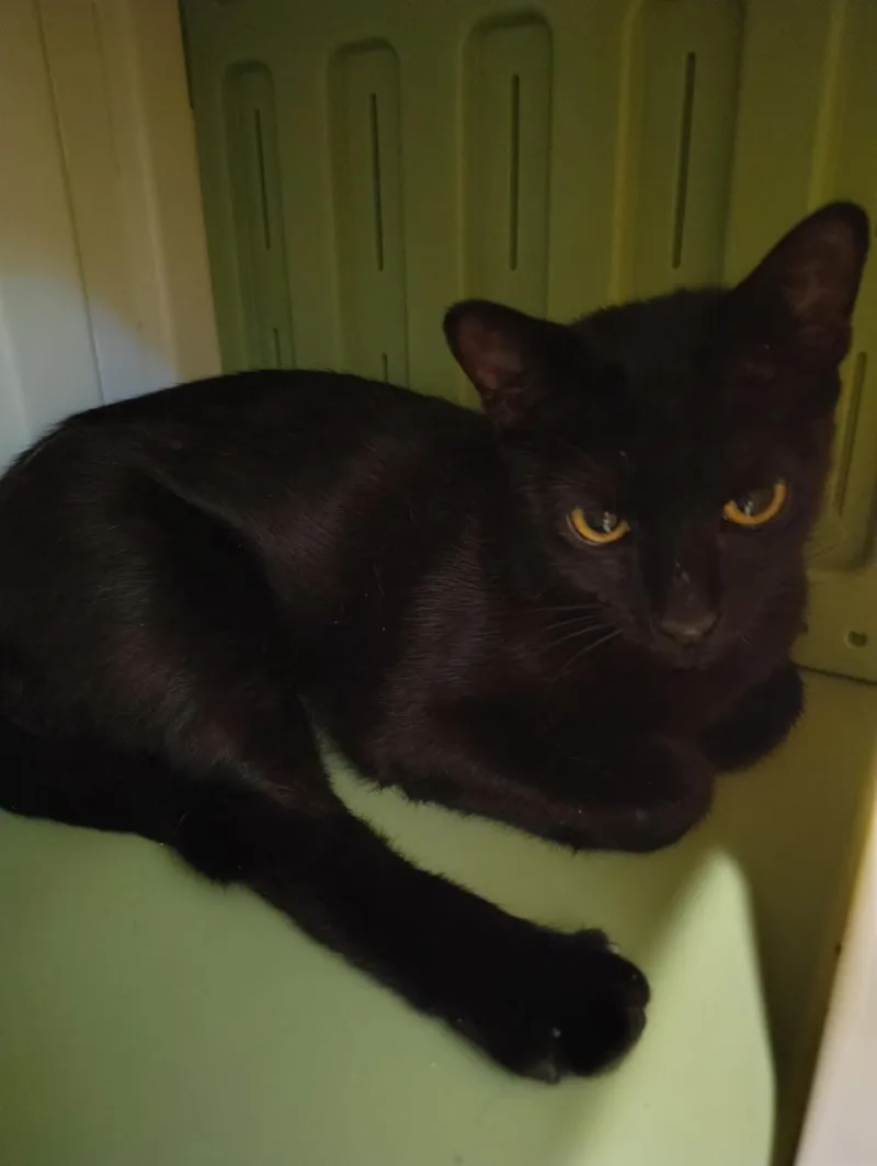 A young medium-sized female Abyssinian cat named Cool Whip for adoption in Lincoln, CA